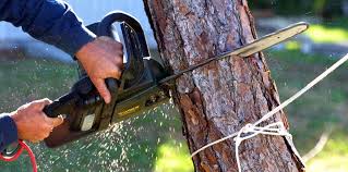 Best Tree Maintenance Programs  in Church Hill, MD