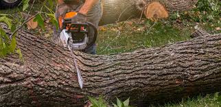 Best Hazardous Tree Removal  in Church Hill, MD
