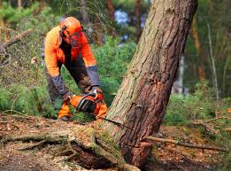 Best Fruit Tree Pruning  in Church Hill, MD