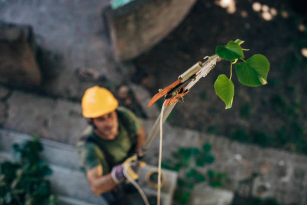 Best Tree Risk Assessment  in Church Hill, MD