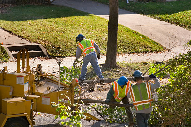 Best Lawn Disease Treatment  in Church Hill, MD