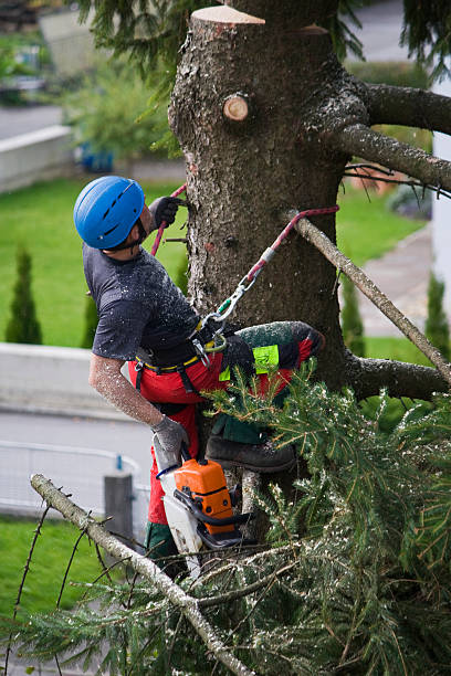 Professional Tree Removal in Church Hill, MD