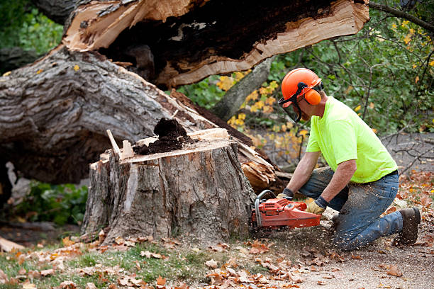 How Our Tree Care Process Works  in  Church Hill, MD