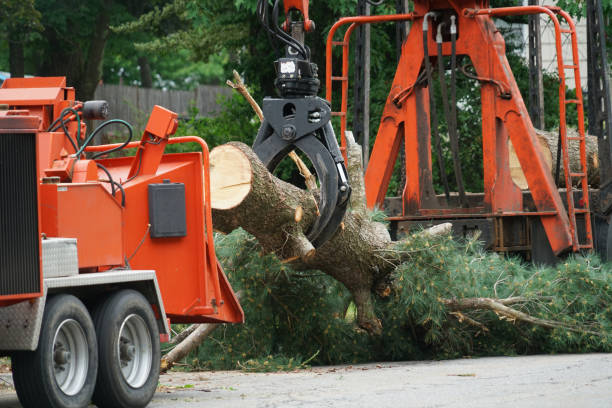 Best Leaf Removal  in Church Hill, MD