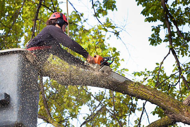 Tree and Shrub Care in Church Hill, MD